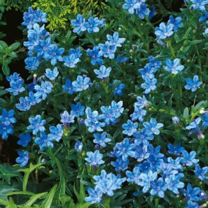 Steinsame 'Heavenly Blue' - 3 Stück