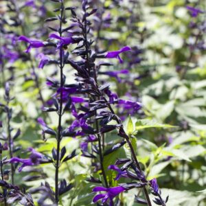 Steppensalbei 'Amistad' - 3 Stück