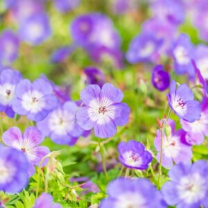 Storchschnabel 'Rozanne' - 3 Stück