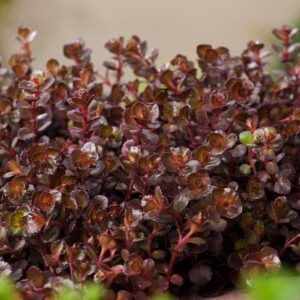 Teppich-Fettblatt 'Purpur Winter' - 3 Stück