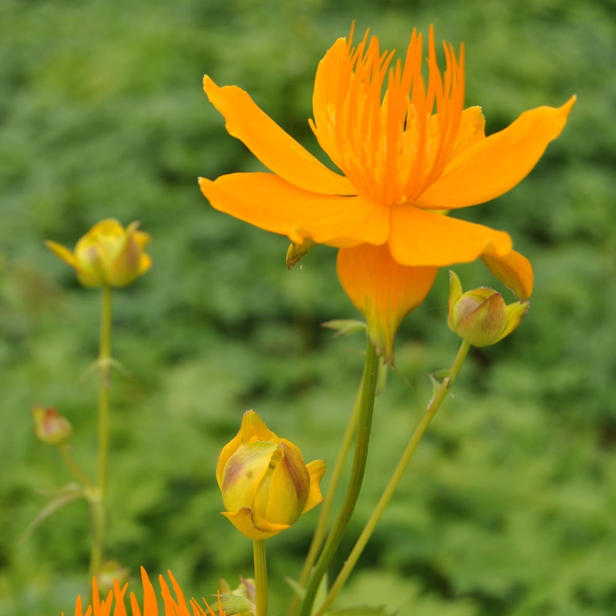 Trollblume 'Golden Queen' - 3 Stück