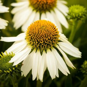 Sonnenhut 'White Swan' - 3 Stück