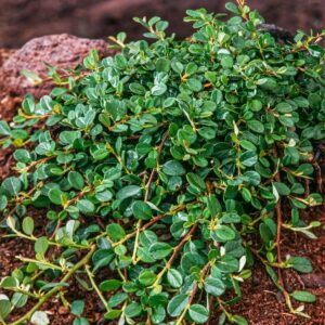 Zwergmispel 'Queen of Carpet' - 3 Stück