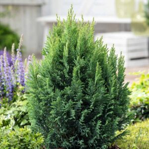 Scheinzypresse 'Ellwoodii' - 3 Stück