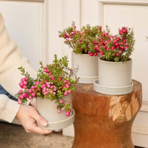 Torfmyrthe - rosa - 3 Stück