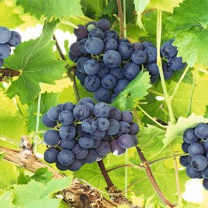 BIO Blaue Weinrebe 'Boskoop Glory'