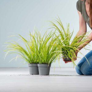 Acorus 'Gramineus' - gelbbunt - 3 Stück