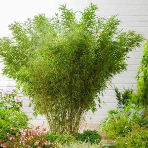 Schirmbambus 'Pingwu' M