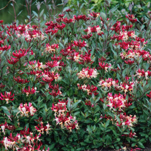 Geißblatt 'Serotina'