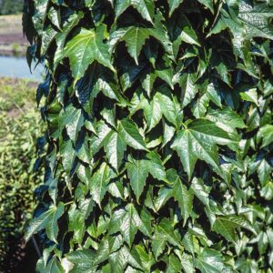 Jungfernrebe 'Green Spring'