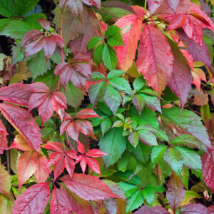 Jungfernrebe 'Quinquefolia'