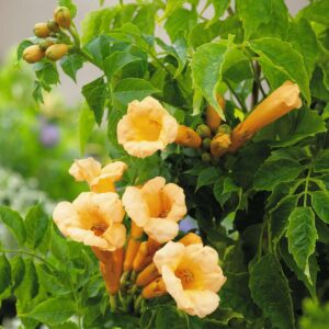 Trompetenblume 'Flava'