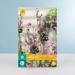 Allium 'Art' - 10 Zwiebeln