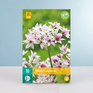 Allium 'Cameleon' - 10 Zwiebeln