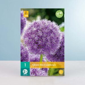 Allium 'His Excellency' - 1 Zwiebel