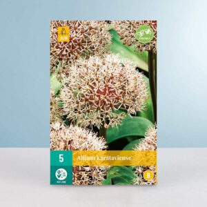 Allium 'Karataviense' - 5 Zwiebeln