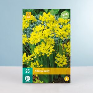 Allium 'Moly' - 25 Zwiebeln