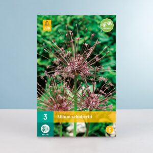 Allium 'Schubertii' - 3 Zwiebeln