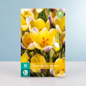 Botanischer Krokus 'Advance' - 15 Knollen