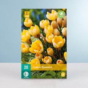 Botanischer Krokus 'Romance' - 20 Knollen