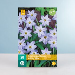 Frühlingsstern 'Wisley Blue' - 20 Zwiebeln