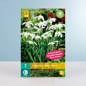 Gefüllte Schneeglöckchen 'Flore Pleno' - 7 Zwiebeln