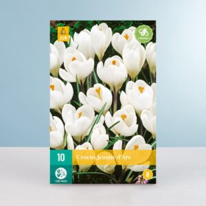 Großblumiger Krokus 'Jeanne d'Arc' - 10 Knollen