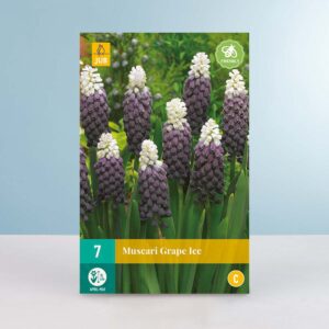 Traubenhyazinthe 'Grape Ice' - 7 Zwiebeln