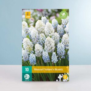 Traubenhyazinthe 'Nature's Beauty' - 10 Zwiebeln