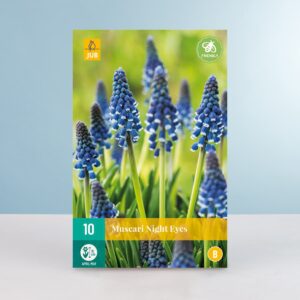 Traubenhyazinthe 'Night Eyes' - 10 Zwiebeln