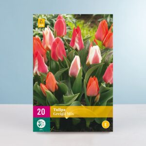 Greigii-Tulpen Mix - 20 Zwiebeln