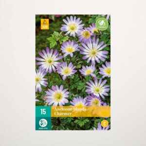 Anemone 'Charmer' - 15 Knollen