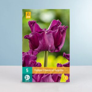 Lilienblütige Tulpe 'Crown of Negrita' - 5 Zwiebeln