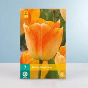 Darwin-Hybrid-Tulpe 'Daydream' - 7 Zwiebeln