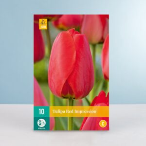 Darwin-Hybrid-Tulpe 'Red Impression' - 10 Zwiebeln