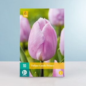 Einfache frühe Tulpe 'Candy Prince' - 10 Zwiebeln