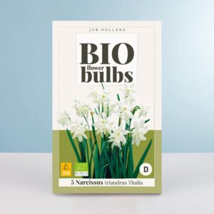 BIO Engelstränen-Narzisse 'Triandrus Thalia' - 5 Zwiebeln
