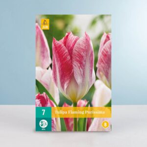 Fosteriana Tulpe 'Flaming Purissima' - 7 Zwiebeln