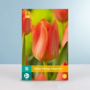 Fosteriana Tulpe 'Orange Emperor' - 10 Zwiebeln