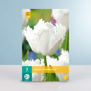 Gefranste-Tulpe 'Noordeinde' - 7 Zwiebeln