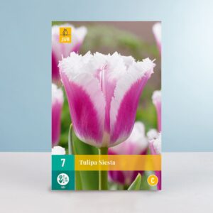 Gefranste-Tulpe 'Siesta' - 7 Zwiebeln