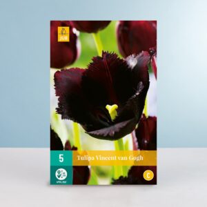 Gefranste-Tulpe 'Vincent van Gogh' - 5 Zwiebeln