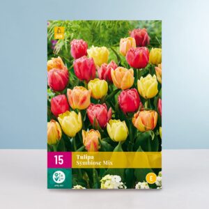 Gefüllte frühe Tulpe 'Symbiose' - 15 Zwiebeln