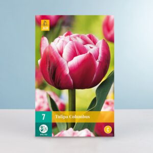 Gefüllte frühe Tulpe 'Columbus' - 7 Zwiebeln
