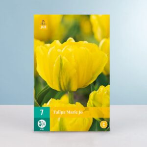 Gefüllte frühe Tulpe 'Marie Jo' - 7 Zwiebeln