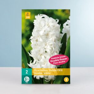 Gefüllte Hyazinthe 'Double White' - 2 Zwiebeln