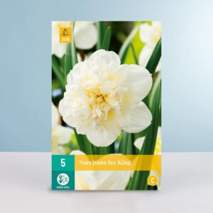 Gefüllte Narzisse 'Ice King' - 5 Zwiebeln
