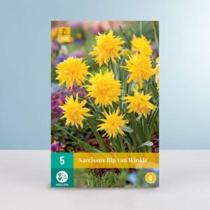 Gefüllte Narzisse 'Rip van Winkle' - 5 Zwiebeln