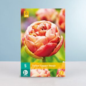 Gefüllte späte Tulpe 'Copper Image' - 5 Zwiebeln