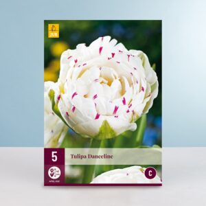 Gefüllte späte Tulpe 'Danceline' - 5 Zwiebeln